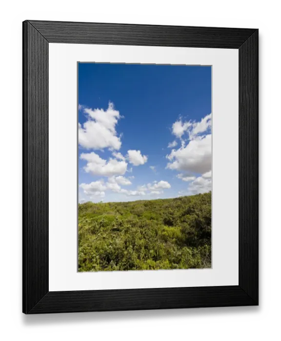 Framed Print : Dunes and mediterranean bush behind Capalbio Beach, Capalbio, Grosseto Province Framed Print : Dunes and mediterranean bush behind Capalbio Beach, Capalbio, Grosseto Province