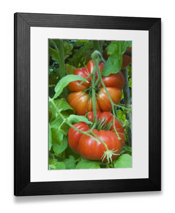 Framed Print : Organic tomatoes on the plant