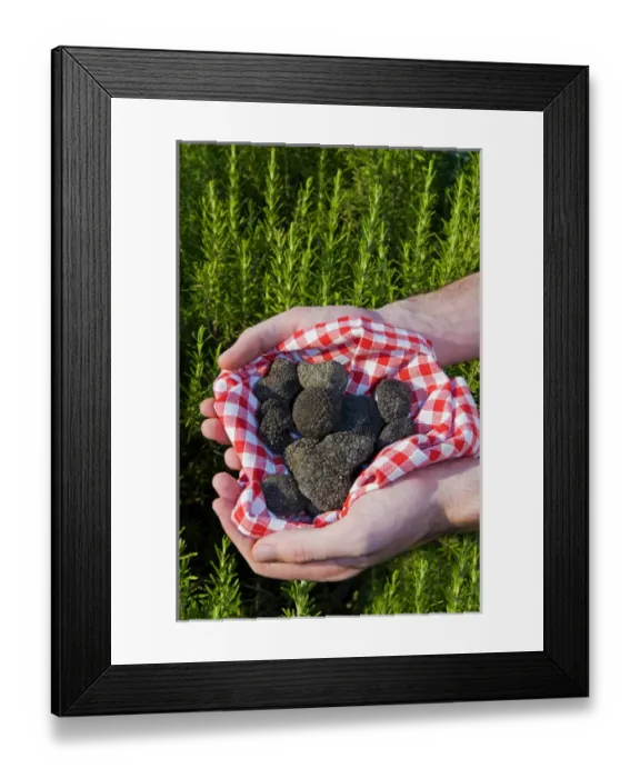 Framed Print : Hands holding a Summer black truffles (Tuber aestivum), and rosemary behind, M. R Framed Print : Hands holding a Summer black truffles (Tuber aestivum), and rosemary behind, M. R
