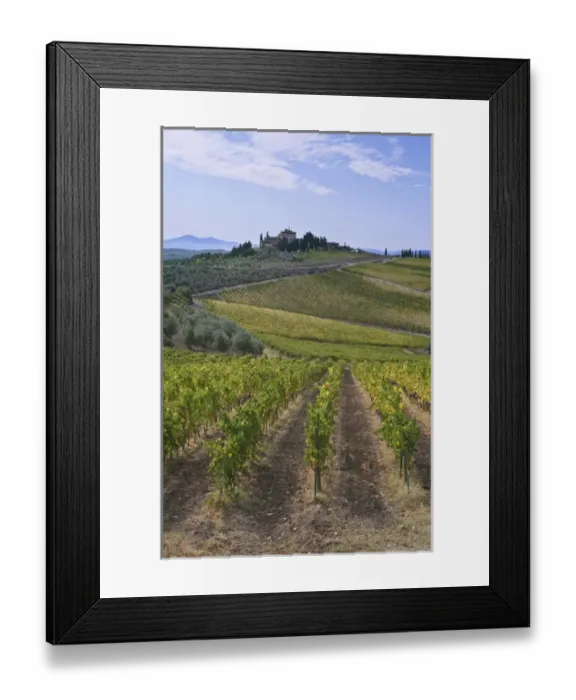Framed Print : Europe, Italy, Tuscany, Chianti, Vineyard Framed Print : Europe, Italy, Tuscany, Chianti, Vineyard