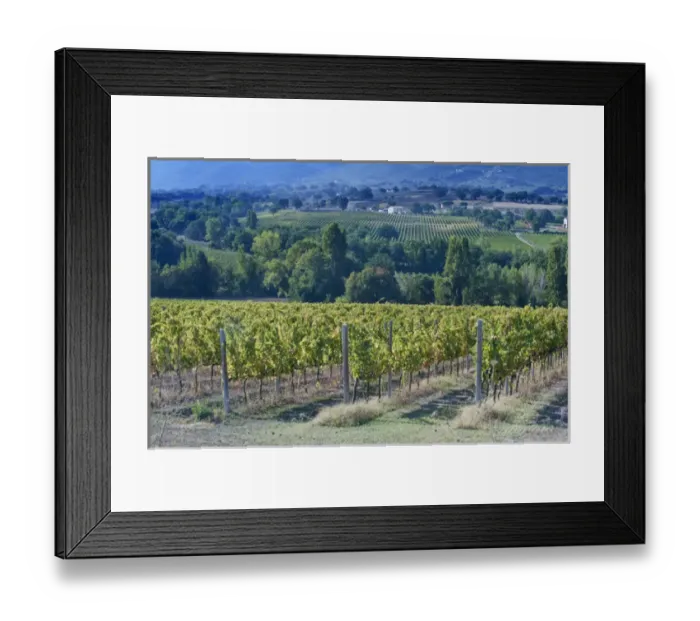 Framed Print : Europe, Italy, Umbria, near Montefalco, Vineyard Framed Print : Europe, Italy, Umbria, near Montefalco, Vineyard