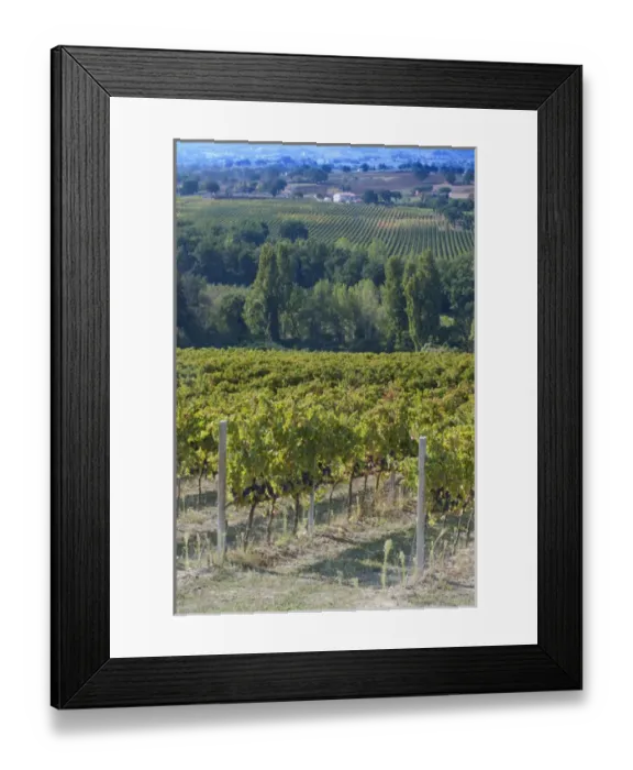 Framed Print : Europe, Italy, Umbria, near Montefalco, Vineyard Framed Print : Europe, Italy, Umbria, near Montefalco, Vineyard