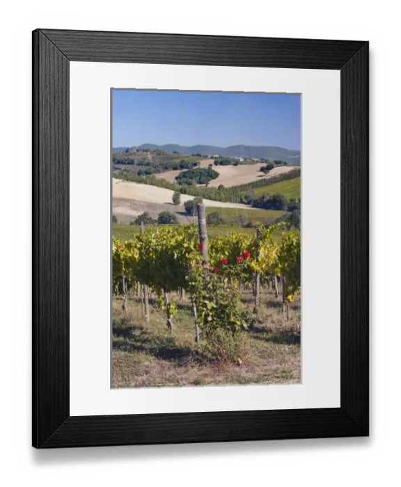 Framed Print : Europe, Italy, Umbria, near Montefalco, Vineyard Framed Print : Europe, Italy, Umbria, near Montefalco, Vineyard