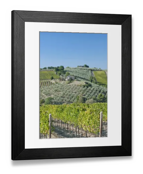 Framed Print : Europe, Italy, Umbria, near Montefalco, Vineyards & Olive Goves