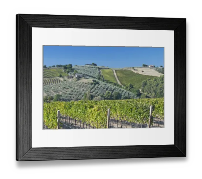 Framed Print : Europe, Italy, Umbria, near Montefalco, Vineyards & Olive Goves
