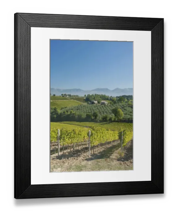 Framed Print : Europe, Italy, Umbria, near Montefalco, Vineyards & Olive Goves Framed Print : Europe, Italy, Umbria, near Montefalco, Vineyards & Olive Goves