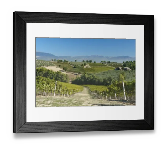 Framed Print : Europe, Italy, Umbria, near Montefalco, Vineyards & Olive Goves