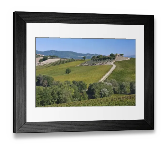 Framed Print : Europe, Italy, Umbria, near Montefalco, Vineyard and Olive Grove