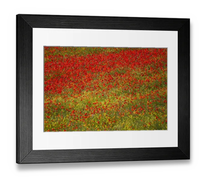 Framed Print : Europe; Italy; Tuscany; Poppy Fields In Full Bloom Framed Print : Europe; Italy; Tuscany; Poppy Fields In Full Bloom