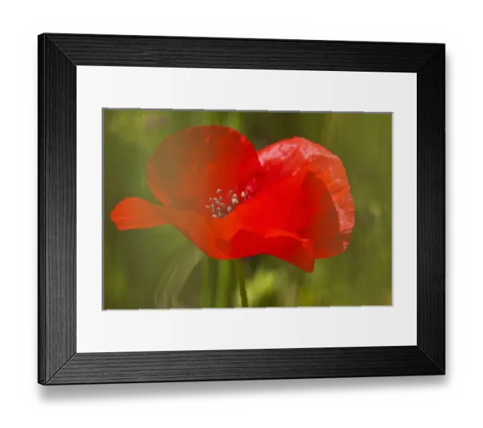 Framed Print : Europe; Italy; Tuscany; Poppy In Spring Bloom