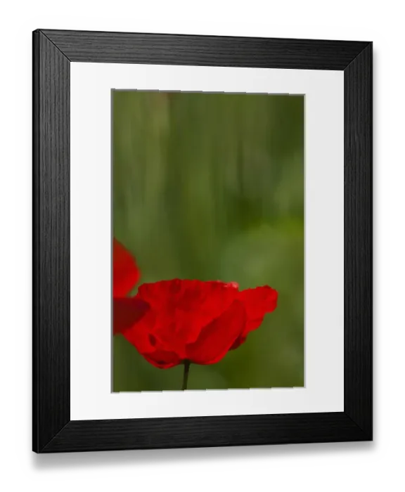 Framed Print : Europe; Italy; Tuscany; Poppy In Spring Bloom