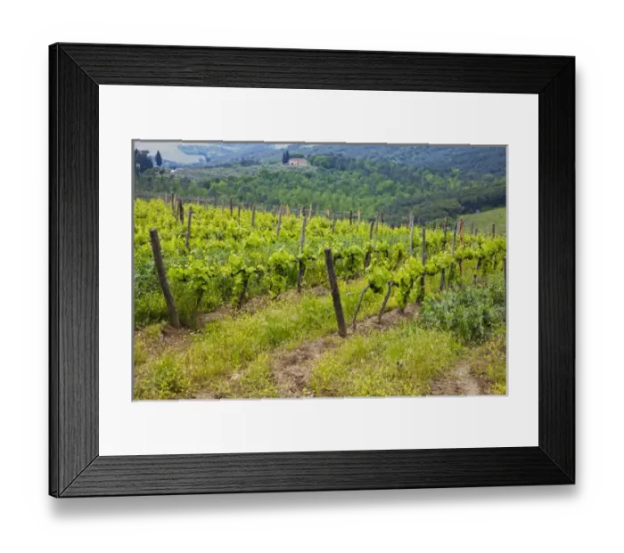 Framed Print : Europe; Italy; Tuscany; Spring Vineyard Framed Print : Europe; Italy; Tuscany; Spring Vineyard