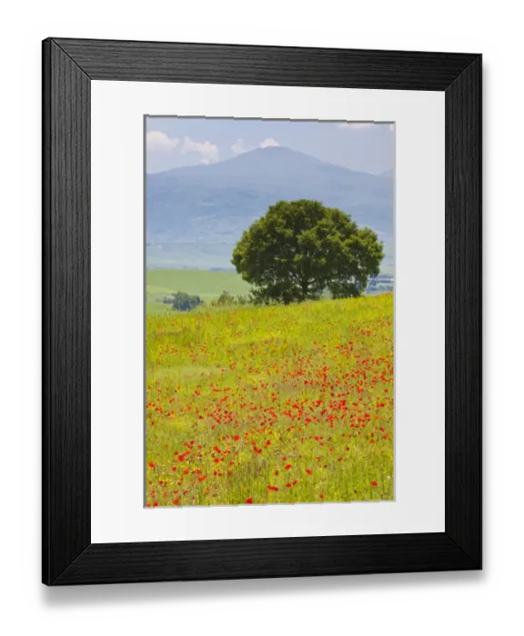 Framed Print : Europe; Italy; Tuscany; Poppy Field and Lone Tree Framed Print : Europe; Italy; Tuscany; Poppy Field and Lone Tree