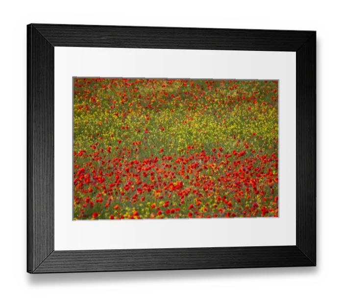Framed Print : Europe; Italy; Tuscany; Poppy Fields In Full Bloom