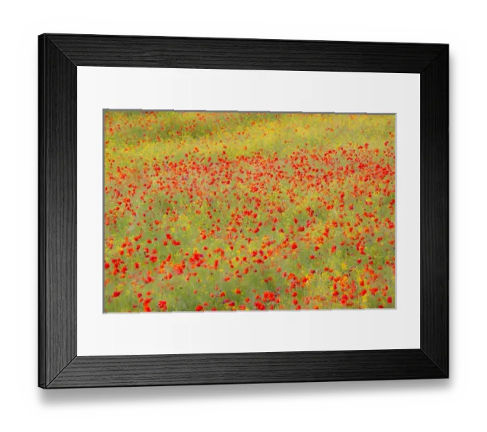 Framed Print : Europe; Italy; Tuscany; Poppy Fields In Full Bloom Framed Print : Europe; Italy; Tuscany; Poppy Fields In Full Bloom