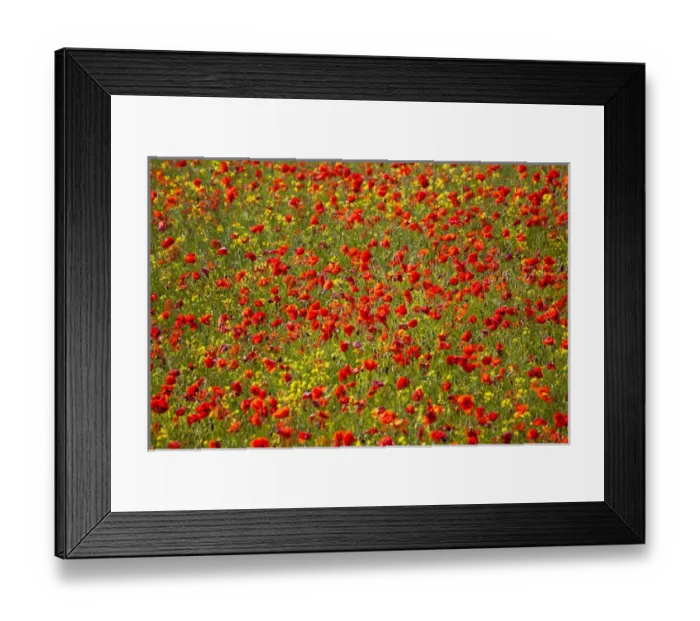 Framed Print : Europe; Italy; Tuscany; Poppy Fields In Full Bloom