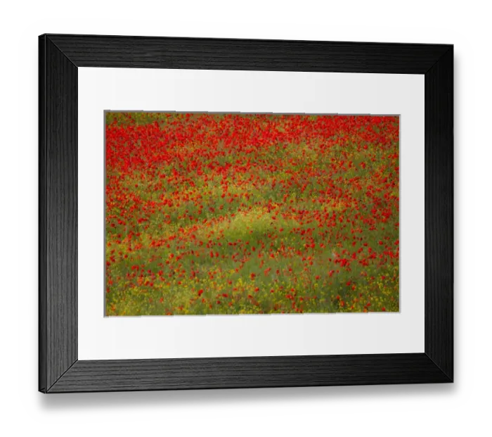 Framed Print : Europe; Italy; Tuscany; Poppy Fields In Full Bloom