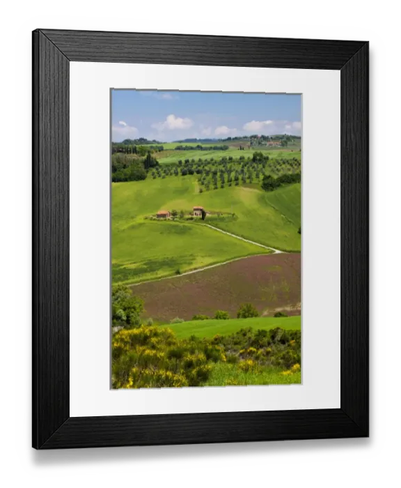 Framed Print : Europe; Italy; Tuscany; Rolling Hills of Spring Wheat Fields Framed Print : Europe; Italy; Tuscany; Rolling Hills of Spring Wheat Fields