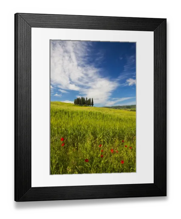 Framed Print : Europe; Italy; Tuscany; Tuscan Hill Side Cypress Tree Grouping