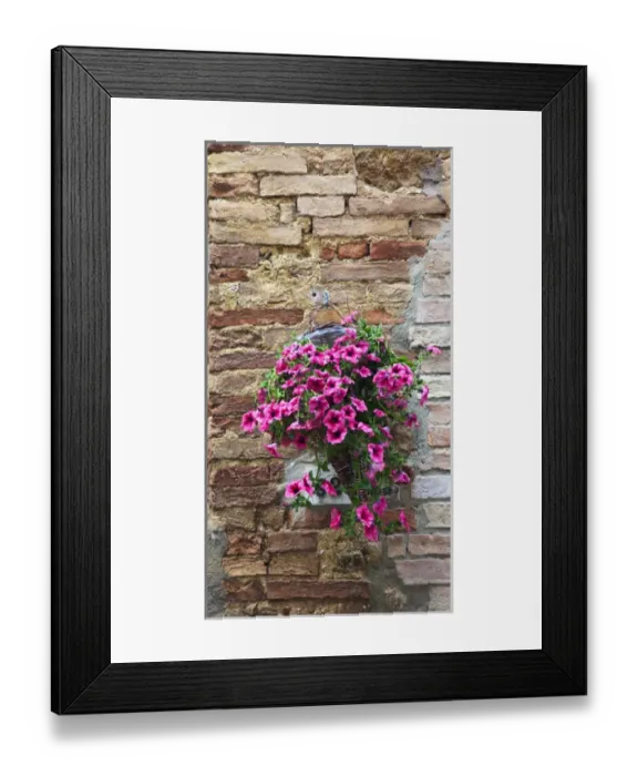 Framed Print : Europe; Italy; Tuscany; Pienza; Flowers hangging on Wall Framed Print : Europe; Italy; Tuscany; Pienza; Flowers hangging on Wall