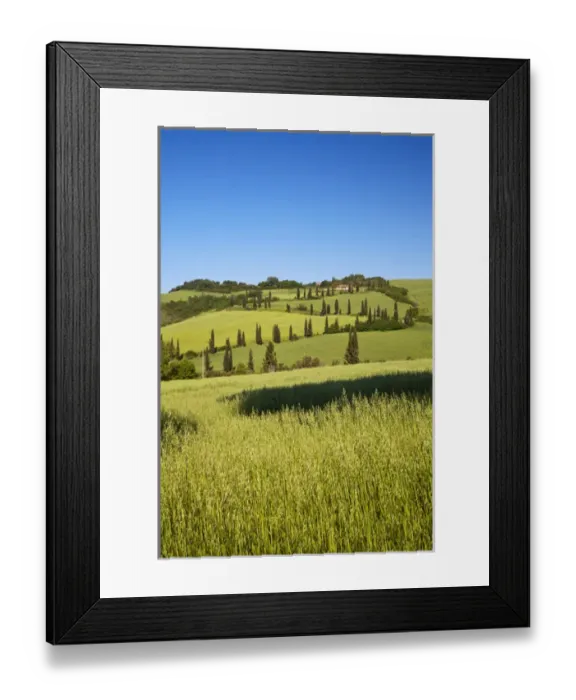Framed Print : Europe; Italy; Tuscany; Famous Zig-Zag Road through the Hillside of Tuscany
