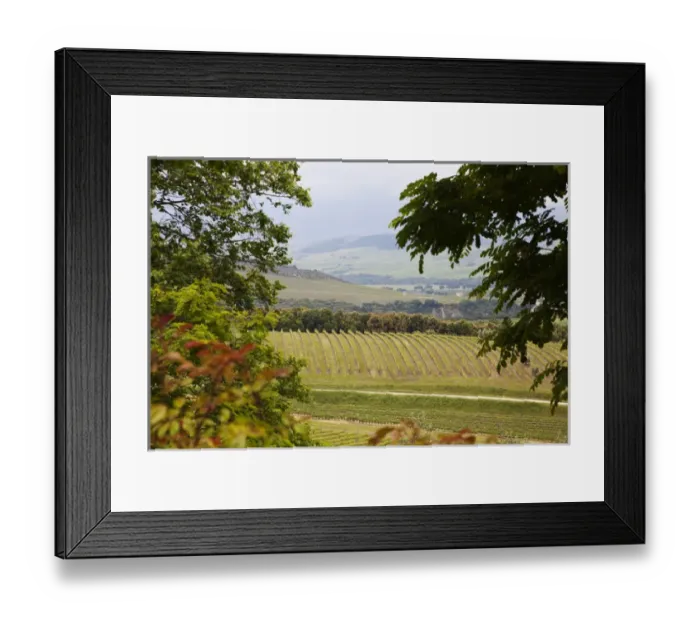 Framed Print : Europe; Italy; Tuscany; Vineyard and Olive Grove on Rolling Hillside Framed Print : Europe; Italy; Tuscany; Vineyard and Olive Grove on Rolling Hillside