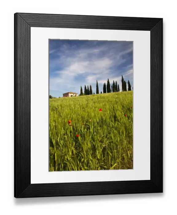 Framed Print : Europe; Italy; Tuscany; Pienza; Villa with Wheat Fields, Cypress Trees and Poppies Framed Print : Europe; Italy; Tuscany; Pienza; Villa with Wheat Fields, Cypress Trees and Poppies