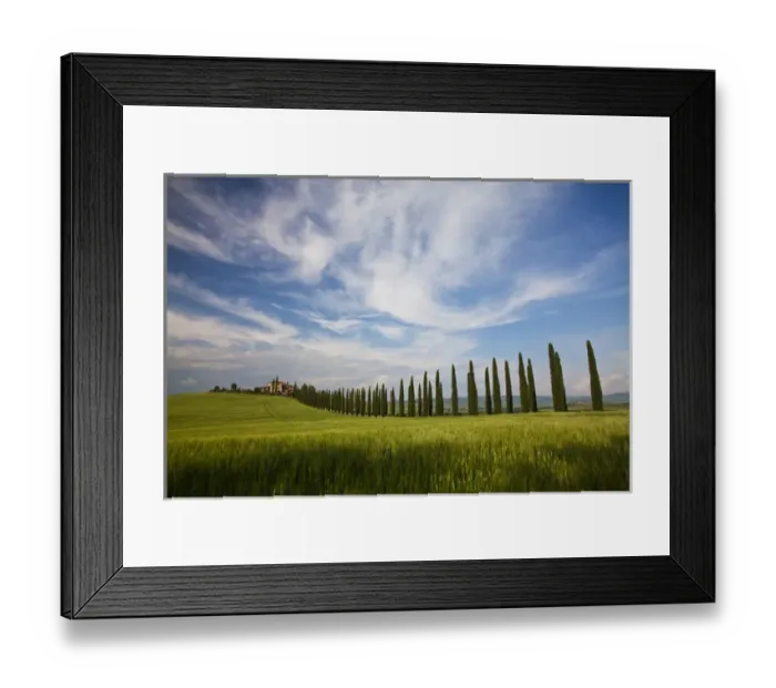 Framed Print : Europe; Italy; Tuscany; Rolling Hills of Spring Wheat Field and Cypress Tree Row