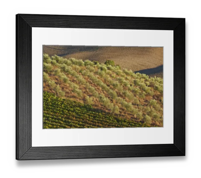 Framed Print : Europe; Italy; Tuscany; Vineyard and Olive Grove Framed Print : Europe; Italy; Tuscany; Vineyard and Olive Grove