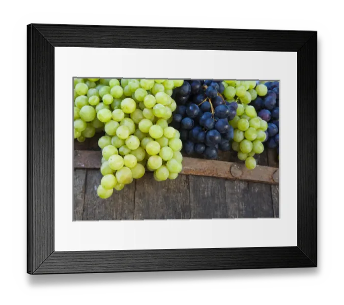 Framed Print : Europe; Italy; Tuscany; Chianti; Freshly Harvested Grapes Framed Print : Europe; Italy; Tuscany; Chianti; Freshly Harvested Grapes