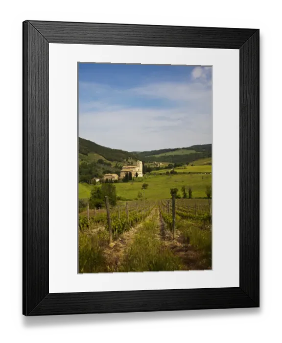 Framed Print : Europe; Italy; Tuscany; Vineyards leading to Sant Antimo Abbey With Fresh Green