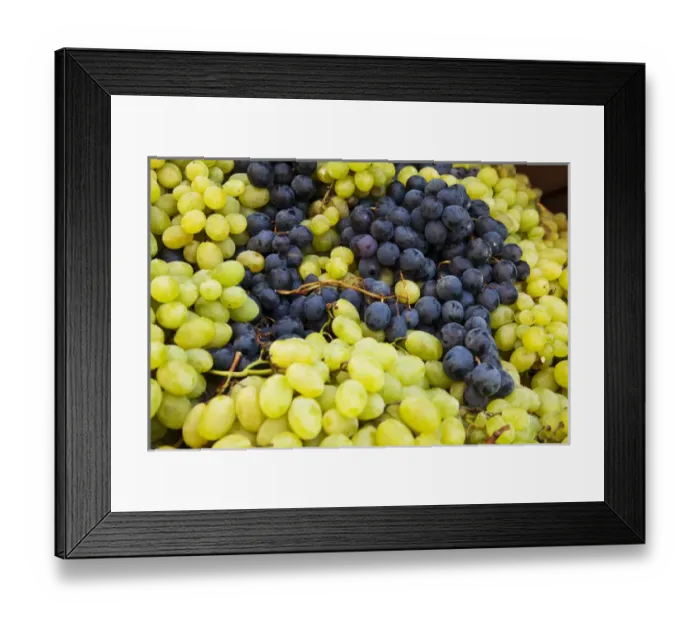 Framed Print : Europe; Italy; Tuscasny; Impruneta; Harvest Festival; Harvested Fresh Grapes from Framed Print : Europe; Italy; Tuscasny; Impruneta; Harvest Festival; Harvested Fresh Grapes from
