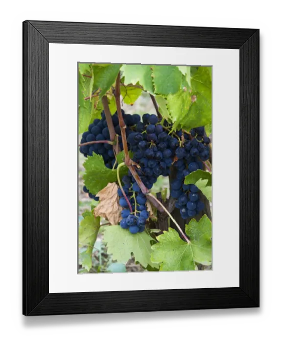 Framed Print : Europe; Italy; Tuscany; Chianti; Vineyards with Grapes Ready for Harvest Framed Print : Europe; Italy; Tuscany; Chianti; Vineyards with Grapes Ready for Harvest