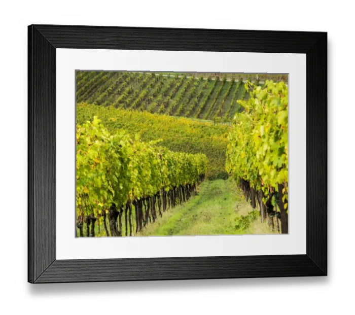 Framed Print : Europe; Italy; Tuscany; Chianti; Autumn Vinyards Rows with Bright Color