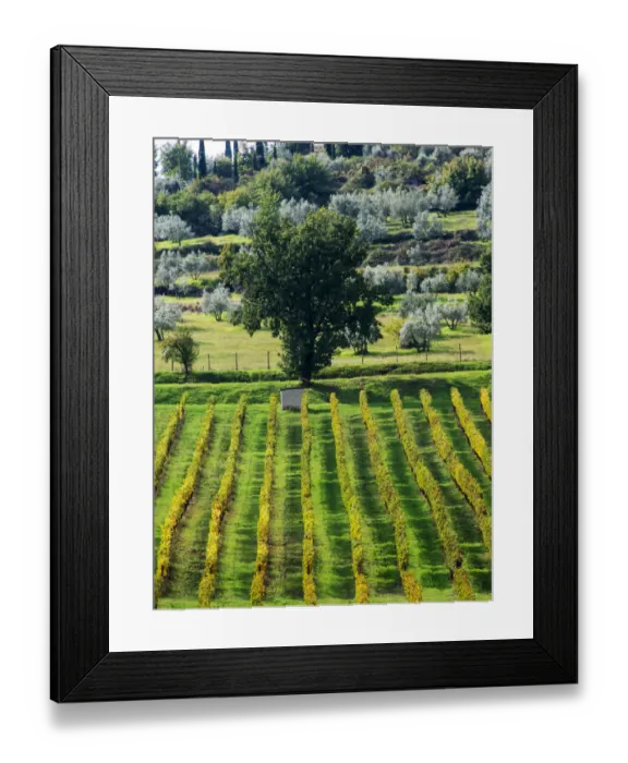 Framed Print : Europe; Italy; Tuscany; Chianti; Autumn Vinyards Rows with Bright Color