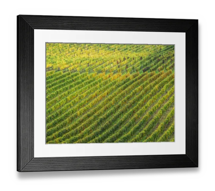 Framed Print : Europe; Italy; Tuscany; Chianti; Autumn Vinyards Rows with Bright Color Framed Print : Europe; Italy; Tuscany; Chianti; Autumn Vinyards Rows with Bright Color