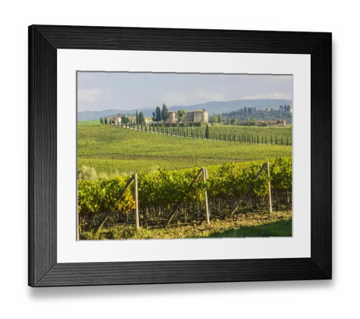 Framed Print : Europe; Italy; Tuscany; Chianti; Autumn Vinyards Rows with Bright Color Framed Print : Europe; Italy; Tuscany; Chianti; Autumn Vinyards Rows with Bright Color