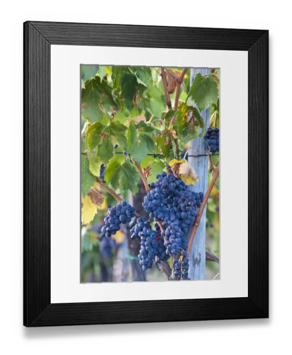 Framed Print : Europe; Italy; Tuscany; Grapes ready for Harvest on The Tuscan Hills Framed Print : Europe; Italy; Tuscany; Grapes ready for Harvest on The Tuscan Hills