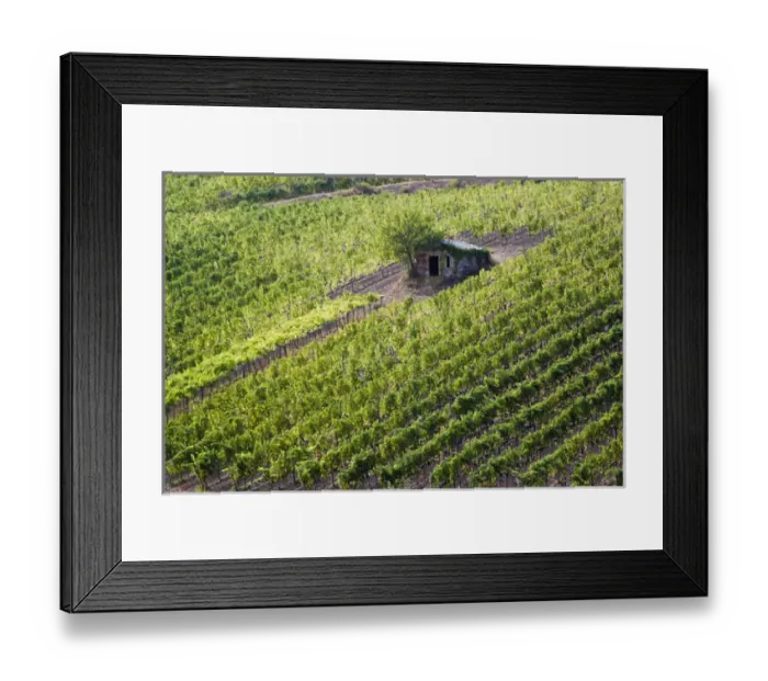 Framed Print : Europe; Italy; Tuscany; Small Rock Shed in The Vineyards in the Rolling Hills of Tuscany Framed Print : Europe; Italy; Tuscany; Small Rock Shed in The Vineyards in the Rolling Hills of Tuscany