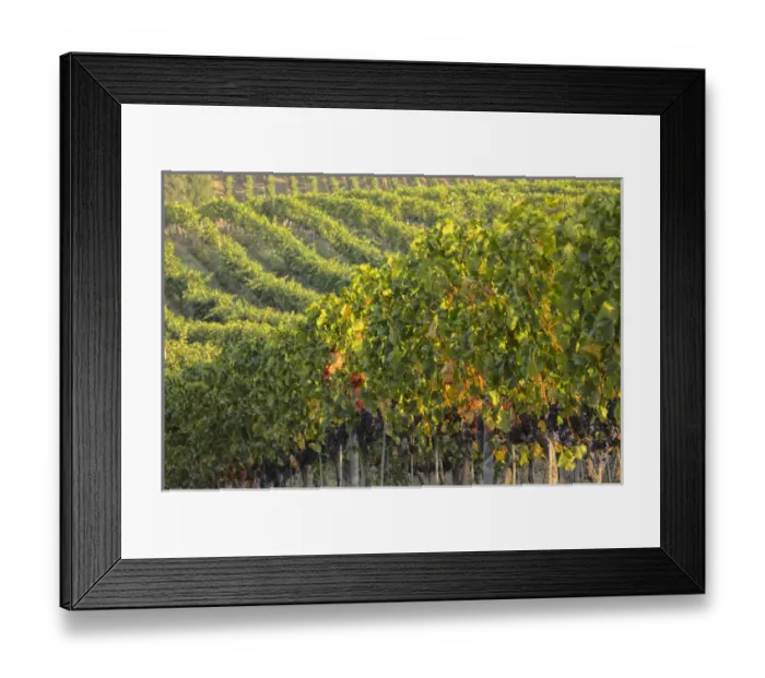 Framed Print : Europe; Italy; Tuscany; Vineyards in the Rolling Hills of Tuscany Framed Print : Europe; Italy; Tuscany; Vineyards in the Rolling Hills of Tuscany
