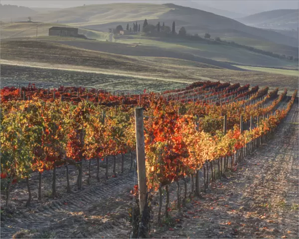 Europe; Italy; San Quirico; Autumn Vinyards in full color near San Quirico