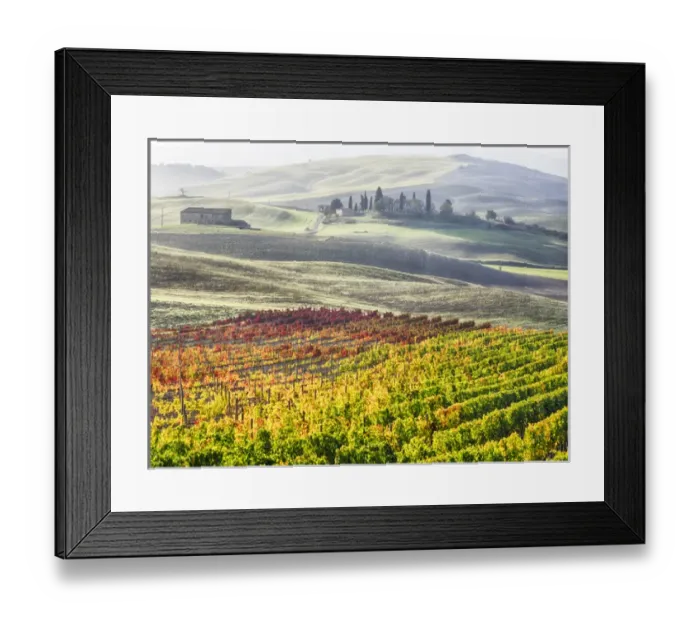 Framed Print : Europe; Italy; San Quirico; Autumn Vinyards in full color near San Quirico Framed Print : Europe; Italy; San Quirico; Autumn Vinyards in full color near San Quirico