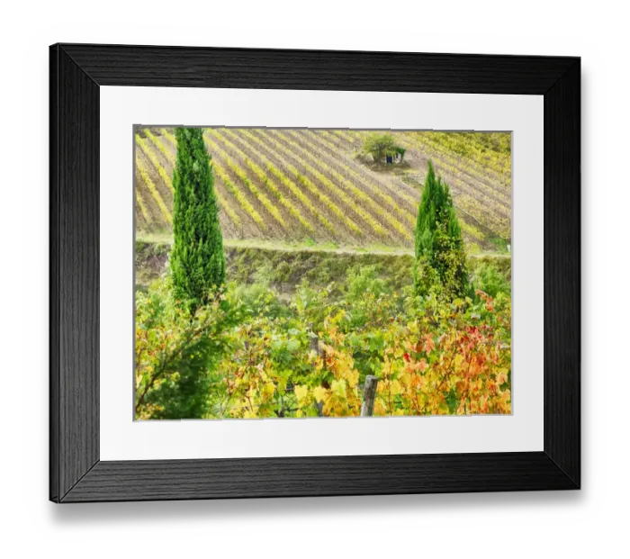 Framed Print : Europe; Italy; Tuscany; Monticiano; Small Shed in Harvest Vineyard