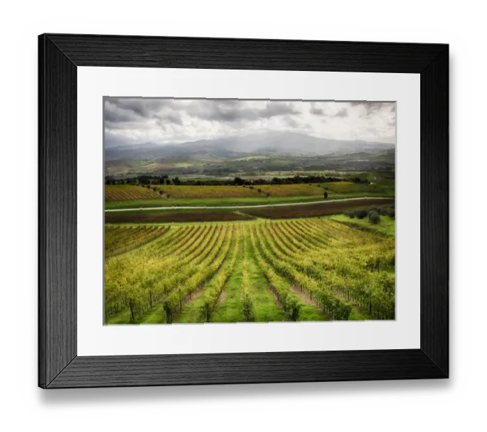 Framed Print : Europe; Italy; Tuscsany; Autumn Vineyards in Southern Tuscany Framed Print : Europe; Italy; Tuscsany; Autumn Vineyards in Southern Tuscany