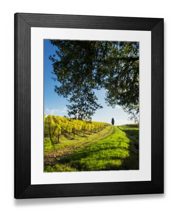 Framed Print : Europe; Italy; Tuscany; Chianti; Autumn Vinyards Rows with Bright Color Framed Print : Europe; Italy; Tuscany; Chianti; Autumn Vinyards Rows with Bright Color