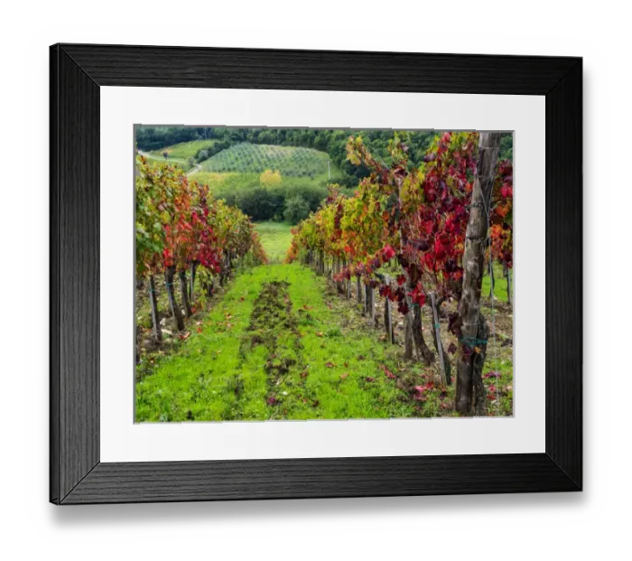 Framed Print : Europe; Italy; Tuscany; Chianti; Autumn Vinyards Rows with Bright Color
