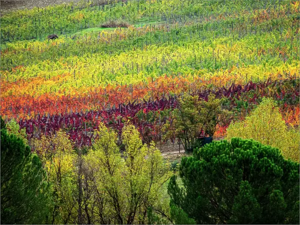 Europe; Italy; Tuscany; Chianti; Autumn Vinyards Rows with Bright Color