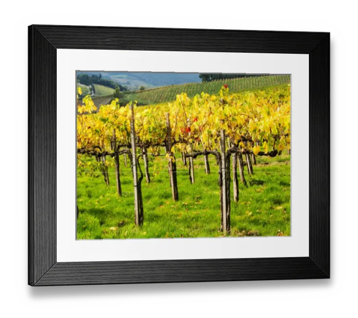 Framed Print : Europe; Italy; Tuscany; Chianti; Autumn Vinyards Rows with Bright Color Framed Print : Europe; Italy; Tuscany; Chianti; Autumn Vinyards Rows with Bright Color