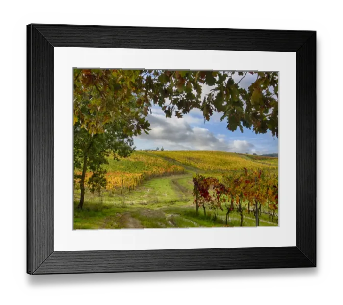 Framed Print : Europe; Italy Montepulciano; Autumn Vinyards in full color near Montepulciano Framed Print : Europe; Italy Montepulciano; Autumn Vinyards in full color near Montepulciano