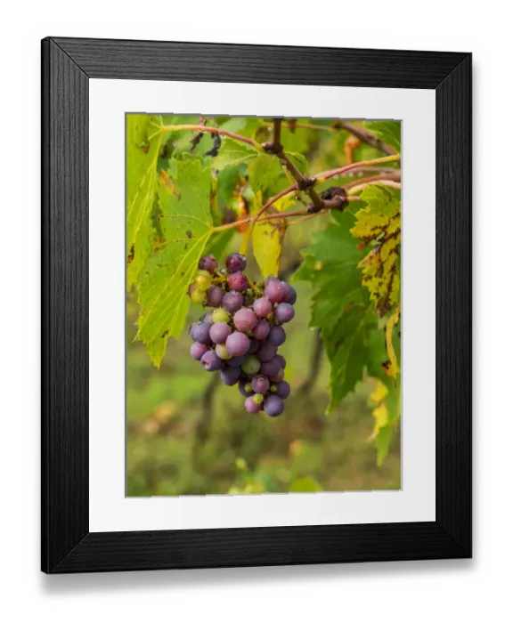 Framed Print : Europe; Italy; Tuscany; Chianti; Autumn; Harvest Grapes waiting to be picked Framed Print : Europe; Italy; Tuscany; Chianti; Autumn; Harvest Grapes waiting to be picked